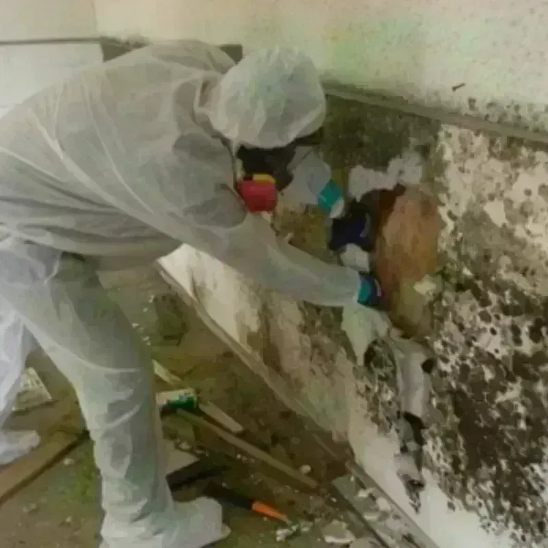 Mold Remediation and Removal in Bridgetown, OH